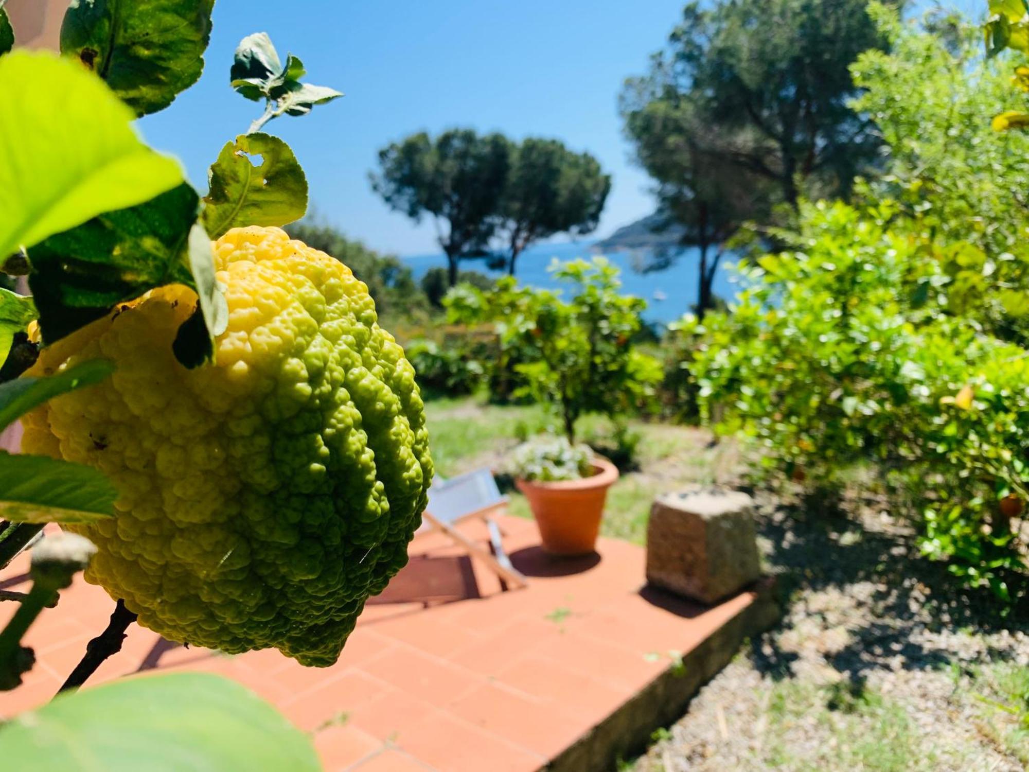 Case Dei Limoni Sul Mare Capoliveri  Extérieur photo