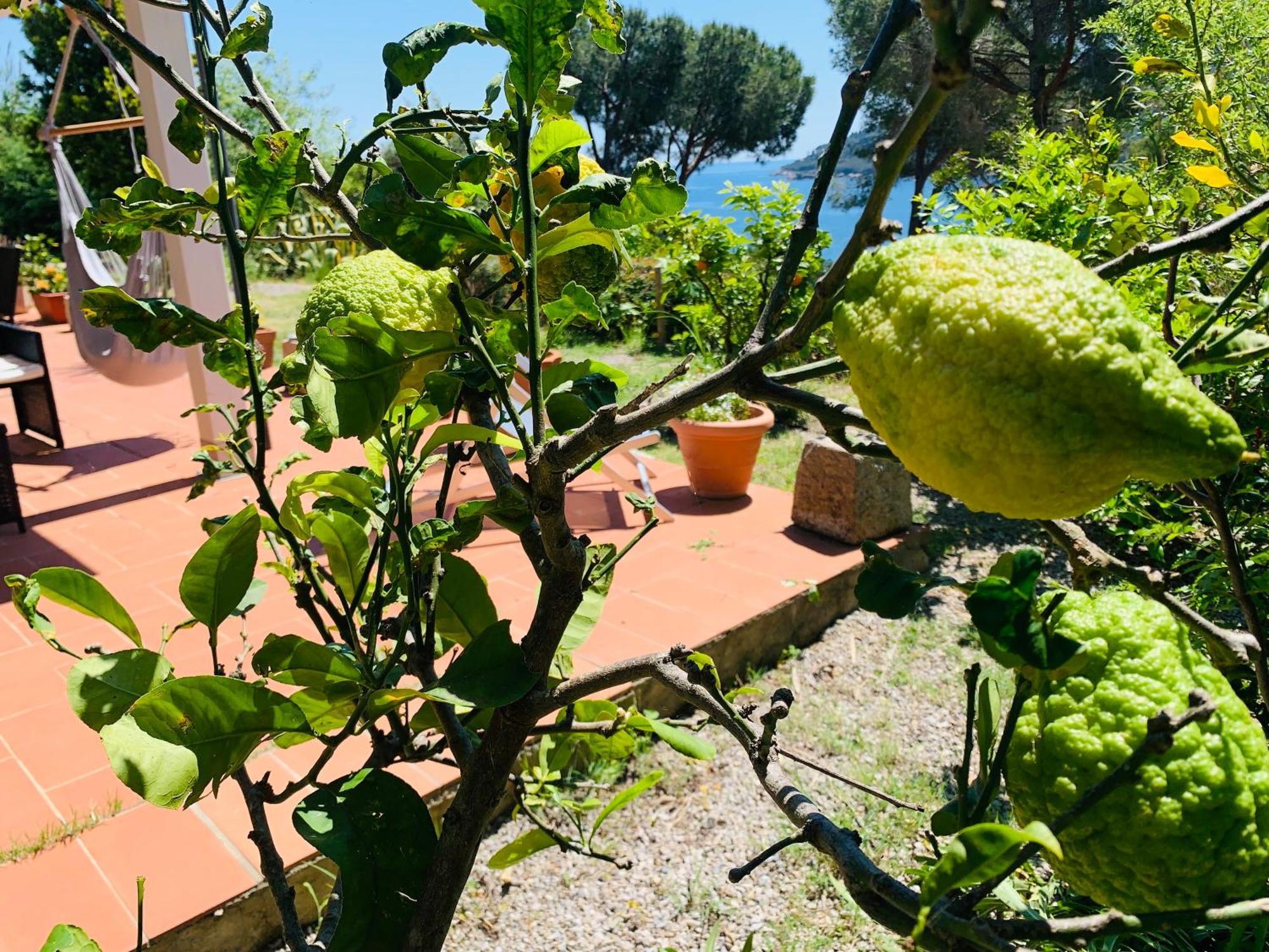 Case Dei Limoni Sul Mare Capoliveri  Extérieur photo