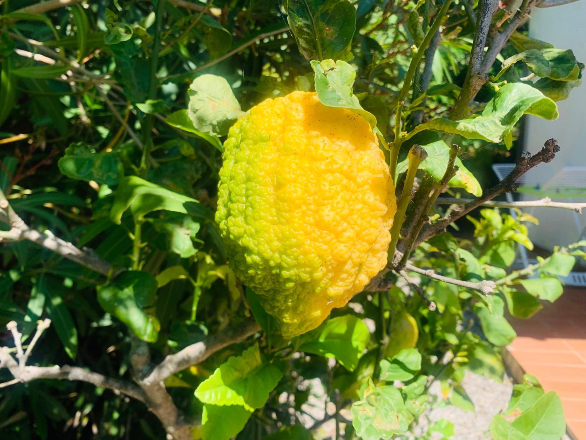 Case Dei Limoni Sul Mare Capoliveri  Extérieur photo