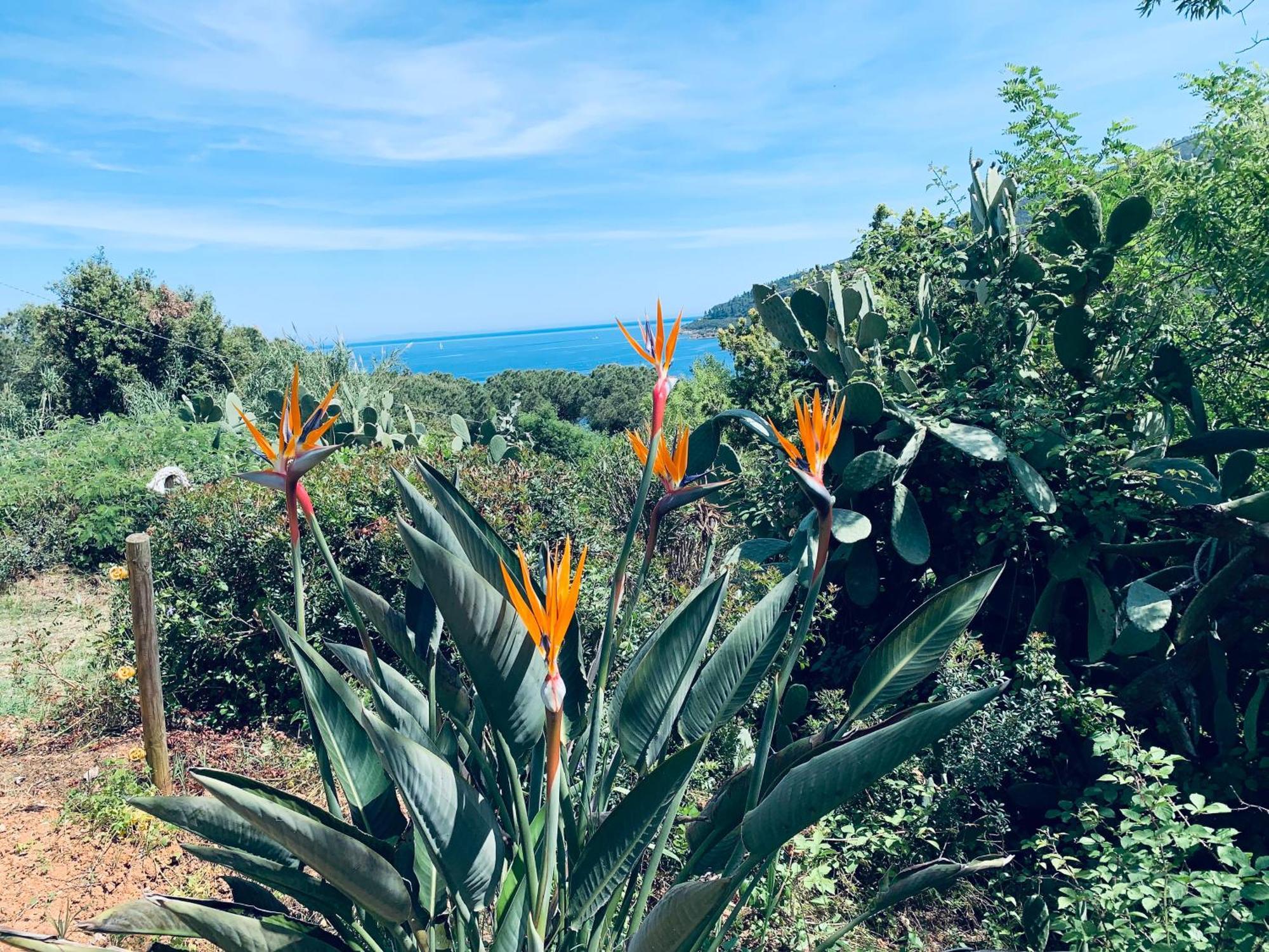 Case Dei Limoni Sul Mare Capoliveri  Extérieur photo